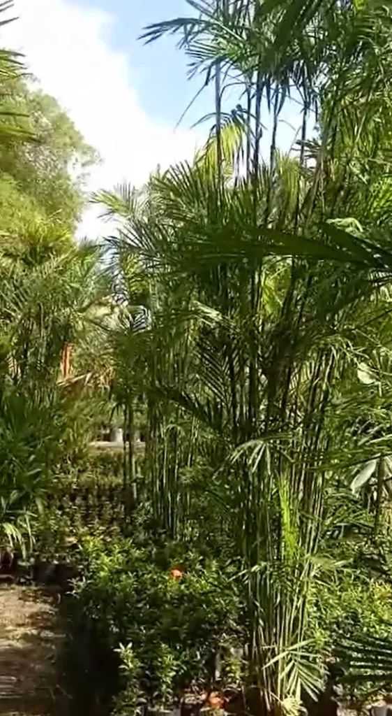 Jual Pohon Palem Komodoria