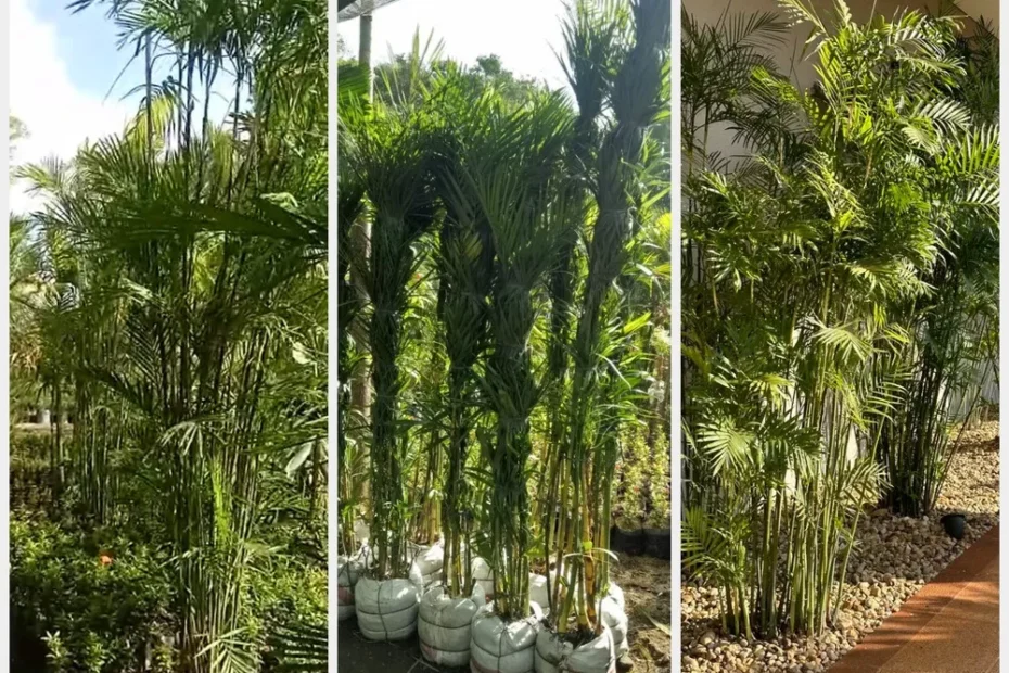 Jual Pohon Palem Komodoria Terpercaya untuk Taman, Hotel & Area Publik