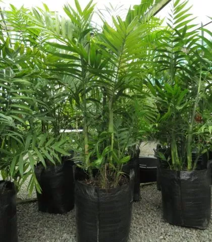 Jual Pohon Palem Komodoria Terpercaya