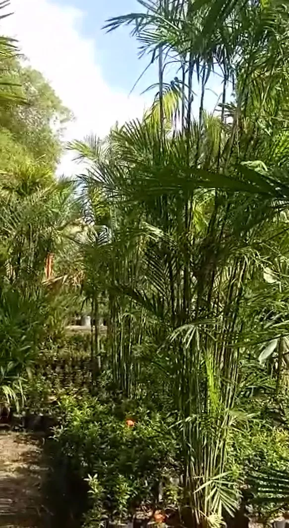 Jual Pohon Palem Komodoria