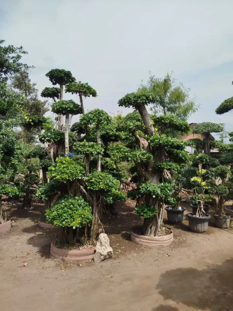 Mengenal Bonsai Beringin Dollar