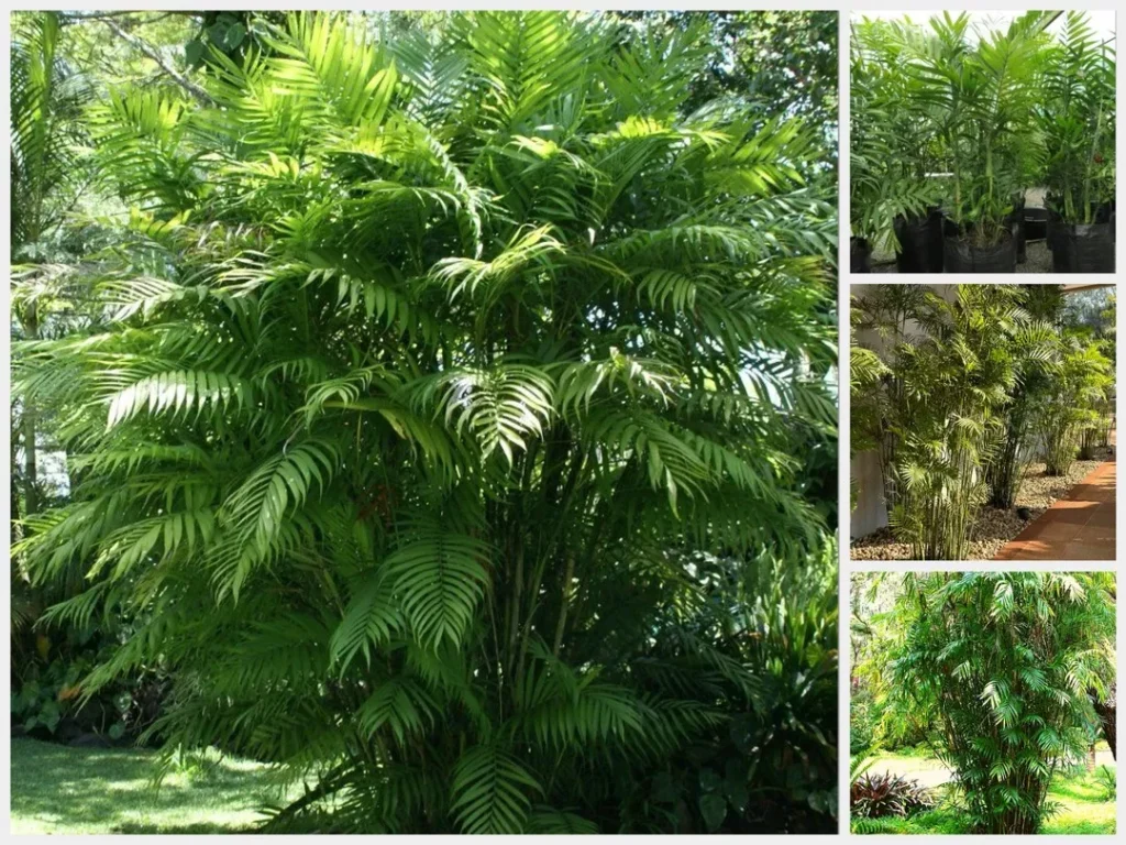 Palem Komodoria Pesona, Fungsi, dan Tips Perawatan untuk Taman Mewah