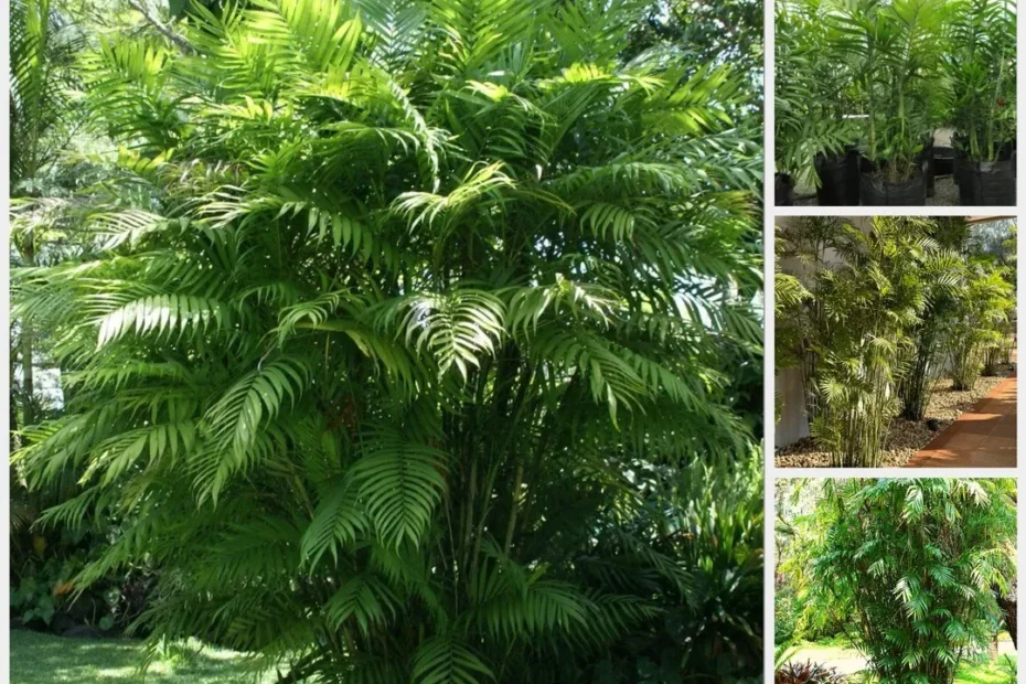 Palem Komodoria Pesona, Fungsi, dan Tips Perawatan untuk Taman Mewah