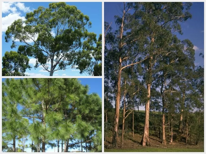 Jual Pohon Eucalyptus Murah & Berkualitas Siap Kirim ke Seluruh Indonesia