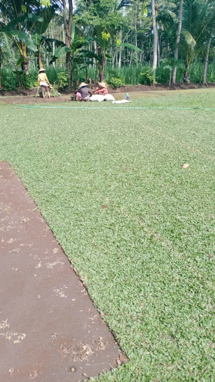 Jual Rumput Gajah Mini Berkualitas Unggul