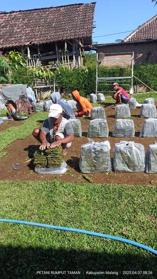 Jual Rumput Gajah Mini Harga Murah