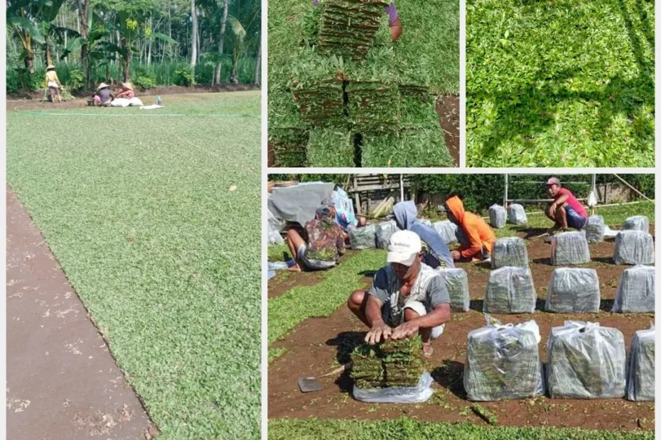 Jual Rumput Gajah Mini Siap Tanam untuk Landscape