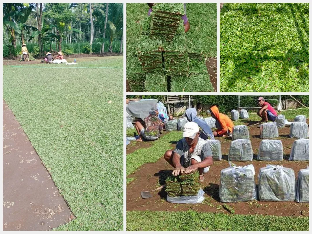 Jual Rumput Gajah Mini Siap Tanam untuk Landscape