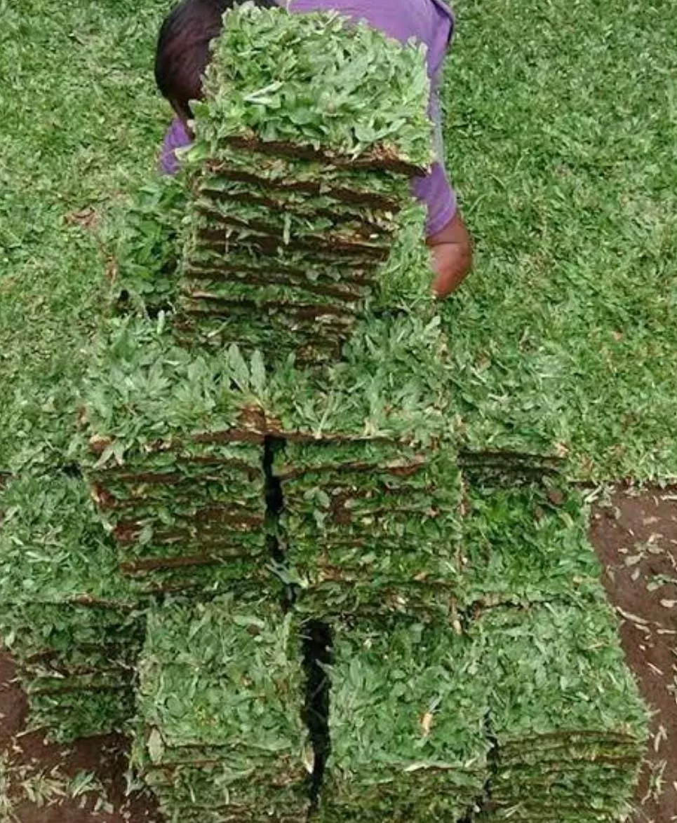 Jual Rumput Gajah Mini Siap Tanam