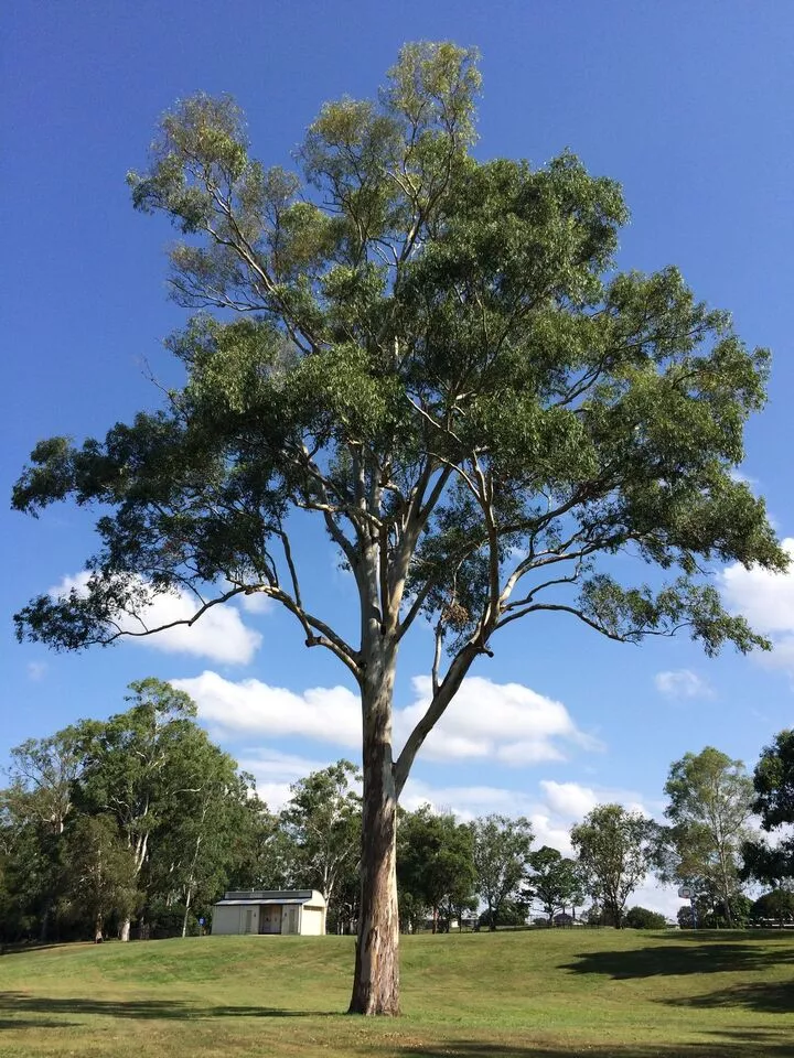 Manfaat Pohon Eucalyptus