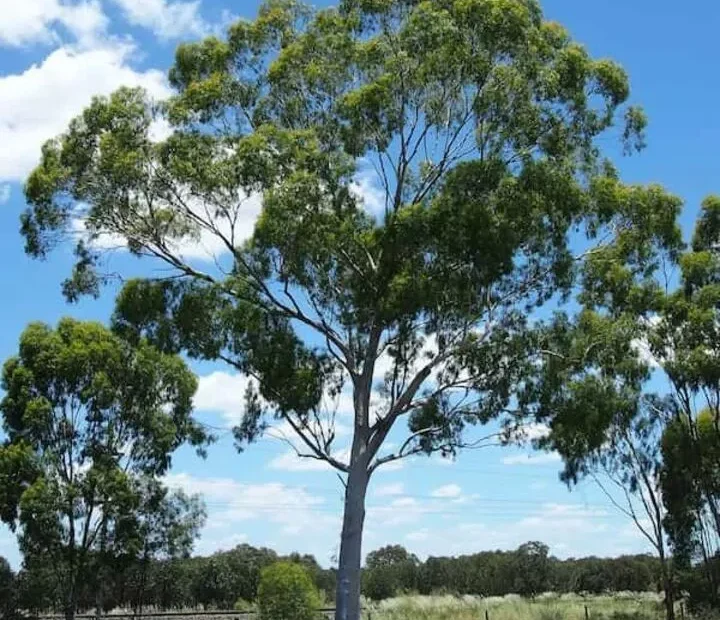 Mengenal Pohon Eucalyptus Ciri, Manfaat, dan Potensi untuk Penghijauan Modern