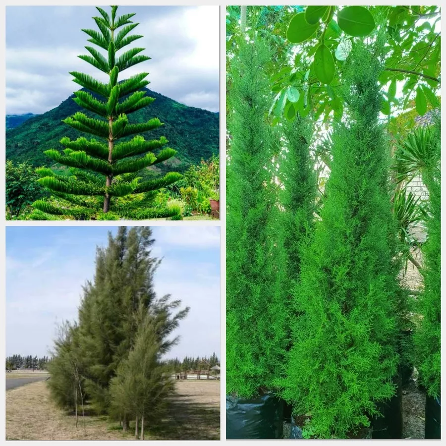 Harga Jual Pohon Cemara Kompetitif & Transparan