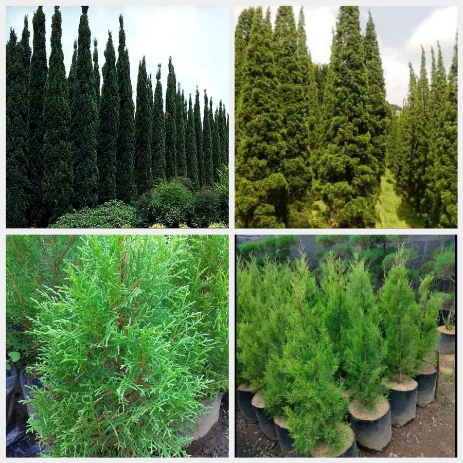 Jual Pohon Cemara Terpercaya untuk Taman & Proyek