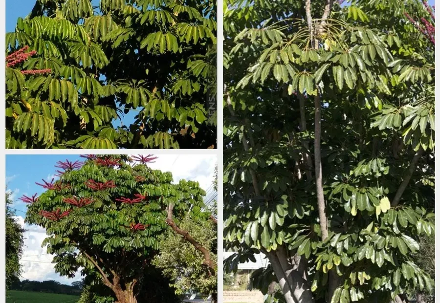 Jual Pohon Walisongo Besar Harga Kompetitif Kualitas Premium