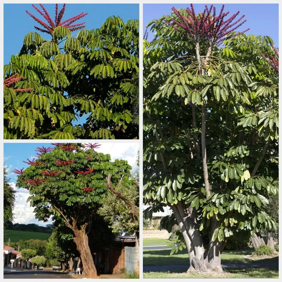 Jual Pohon Walisongo Besar Harga Kompetitif Kualitas Premium