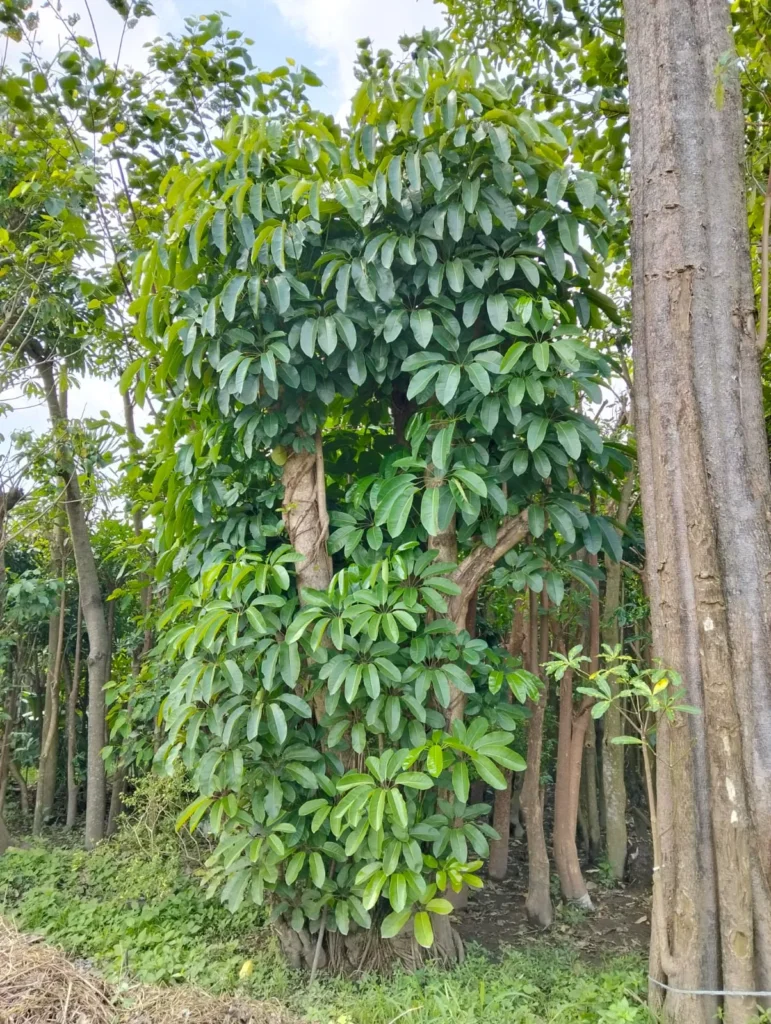 Jual Pohon Walisongo Besar Siap Tanam