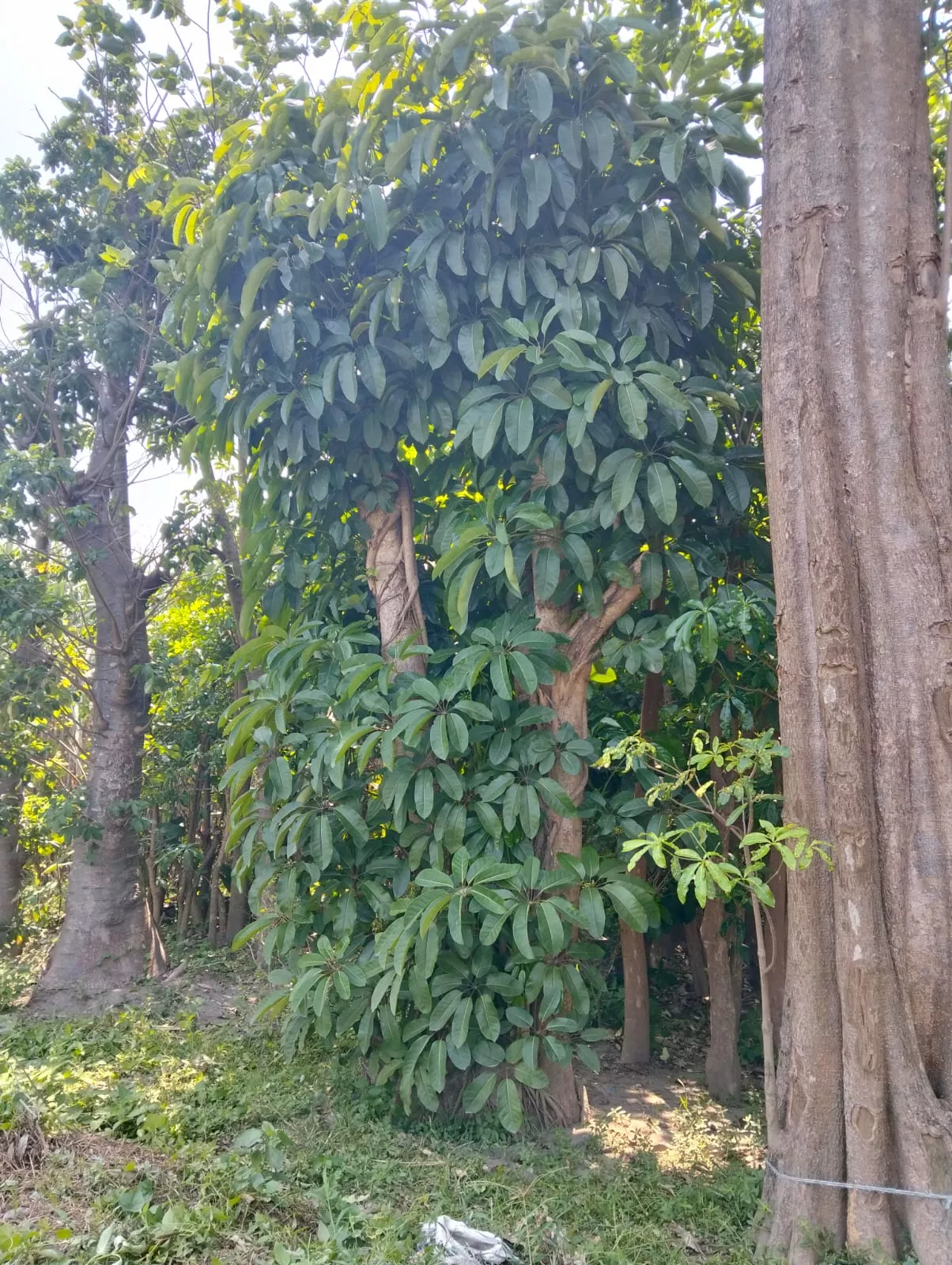 Jual Pohon Walisongo Besar Terdekat Terpercaya