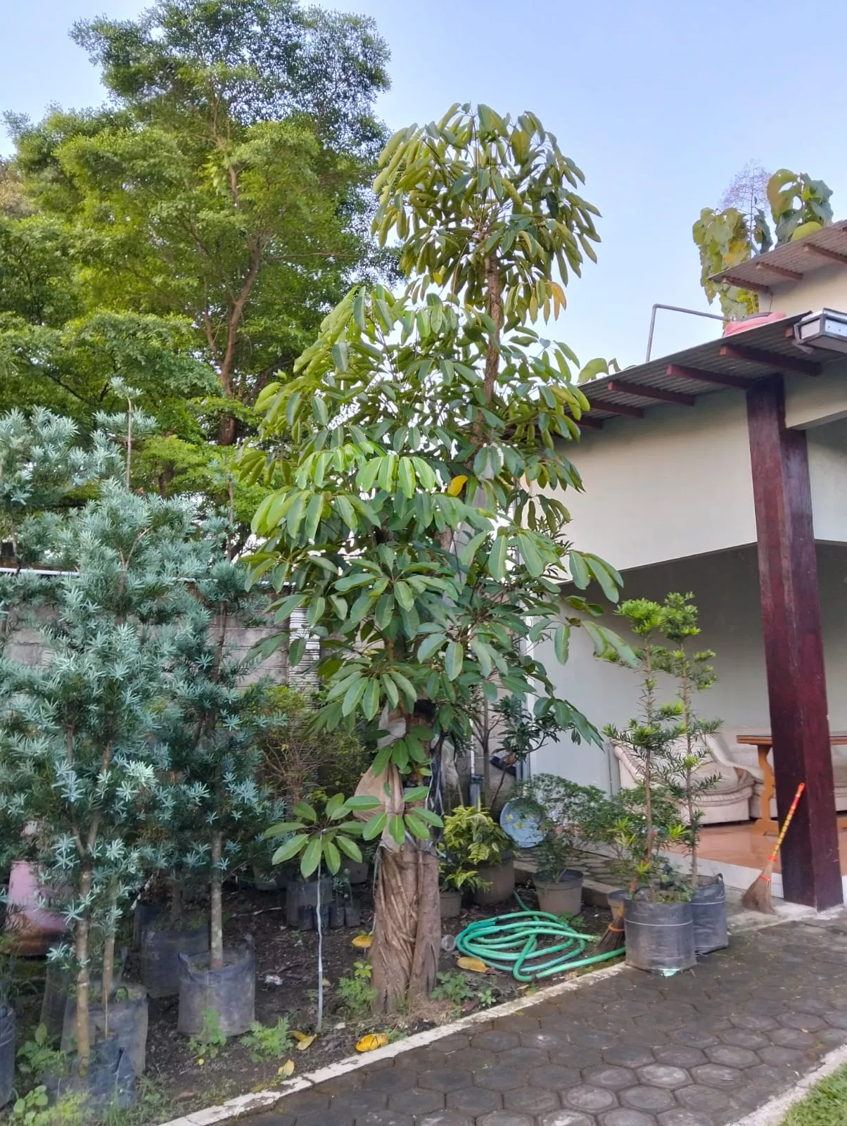 Jual Pohon Walisongo Harga Murah Berkualitas