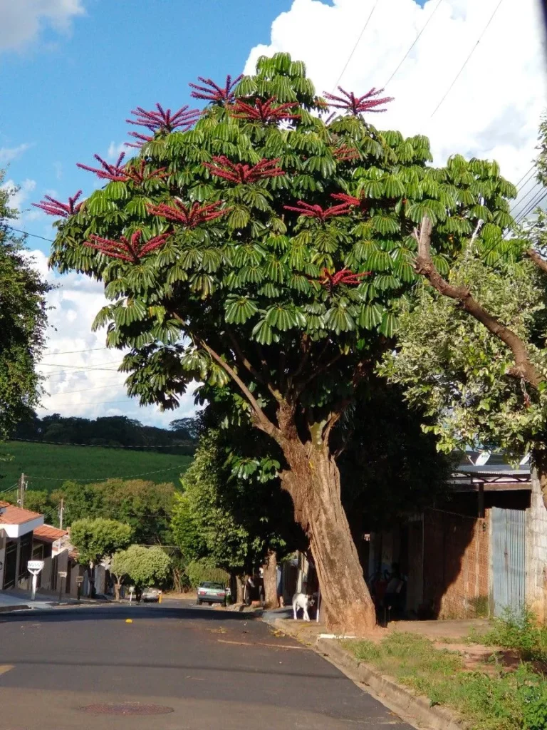 Spesifikasi & Ukuran Pohon Walisongo Besar yang Kami Jual