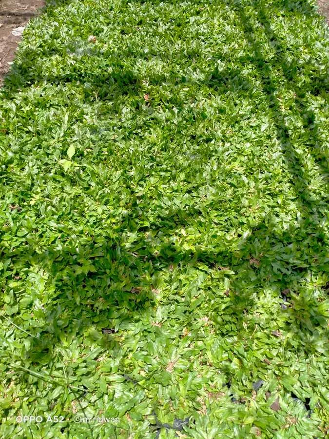 Tips Memilih Penyedia Rumput Gajah Mini Berkualitas