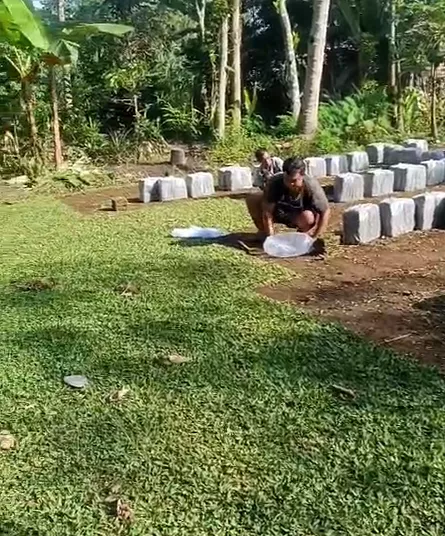 Wujudkan Area Hijau dengan Rumput Gajah Mini Berkualitas