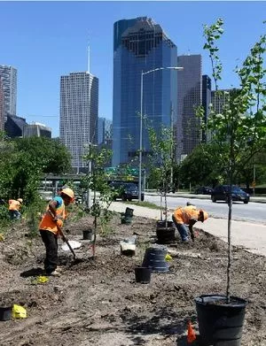 Contoh Tanaman Industri Populer untuk Proyek Skala Besar