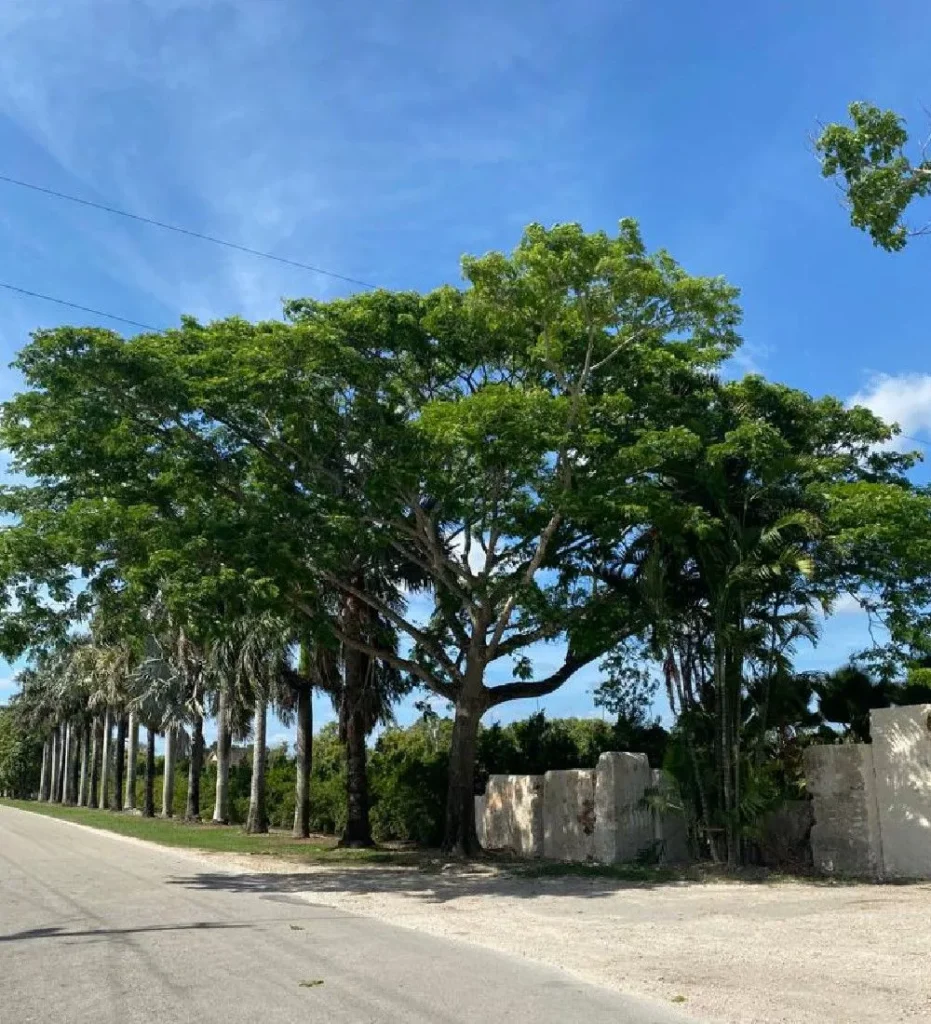 Fungsi dan Manfaat Tanaman Industri untuk Lingkungan dan Proyek