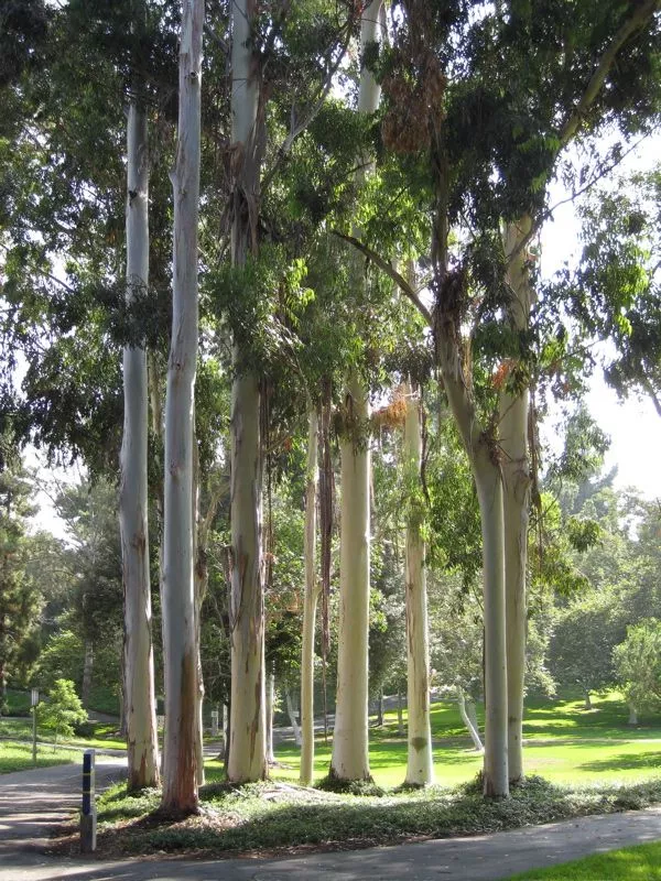 Penerapan Tanaman Industri dalam Berbagai Jenis Proyek