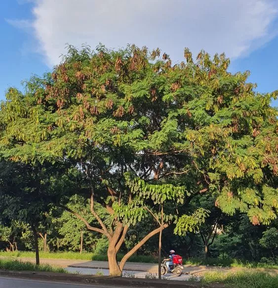 Pengertian Tanaman Industri dan Perannya dalam Penghijauan Modern