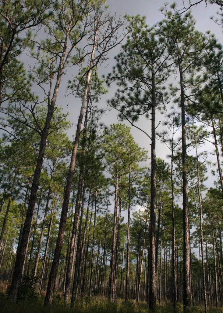 Wujudkan Konservasi Lahan yang Tepat dan Berkelanjutan