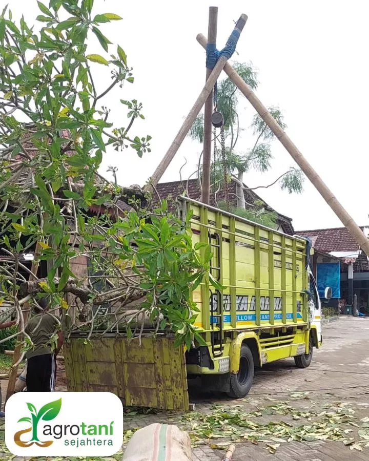 CV Agrotani Sejahtera Vendor Pohon Terpercaya