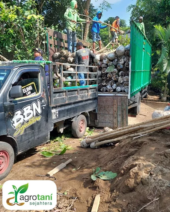 Cara Memilih Vendor Tanaman yang Tepat untuk Proyek