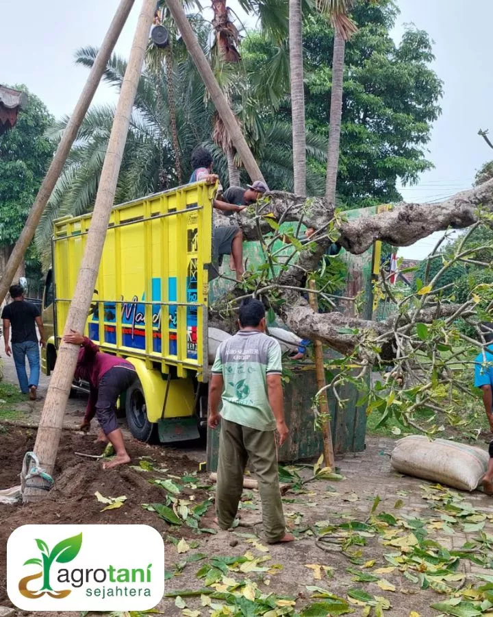 Mengapa Proyek Membutuhkan Vendor Tanaman Profesional