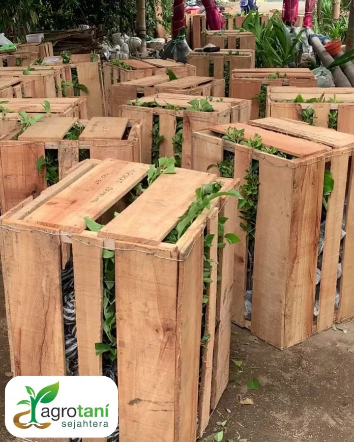 Proses Pengadaan Tanaman dari Vendor Tanaman Proyek