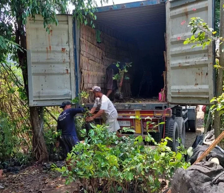 Vendor Tanaman Profesional untuk Proyek Penghijauan Skala Besar