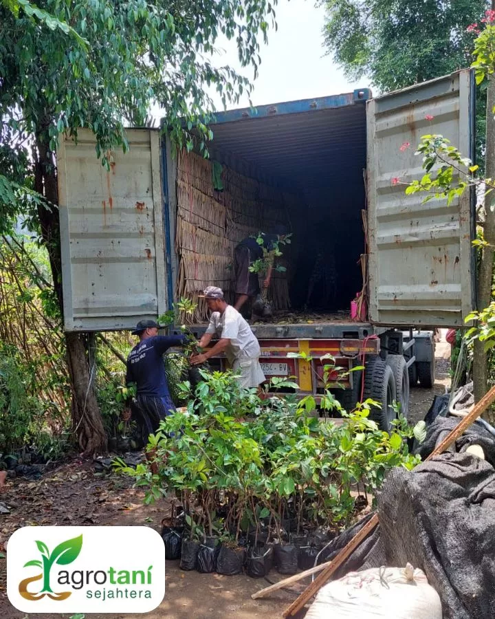 Vendor Tanaman Profesional untuk Proyek Penghijauan Skala Besar