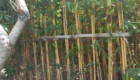 Harga Jual Pohon Bambu Jepang Terbaru