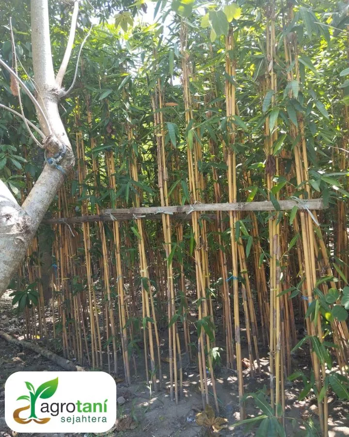 Harga Jual Pohon Bambu Jepang Terbaru