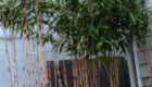 Jual Pohon Bambu Jepang Berkualitas untuk Berbagai Kebutuhan Taman