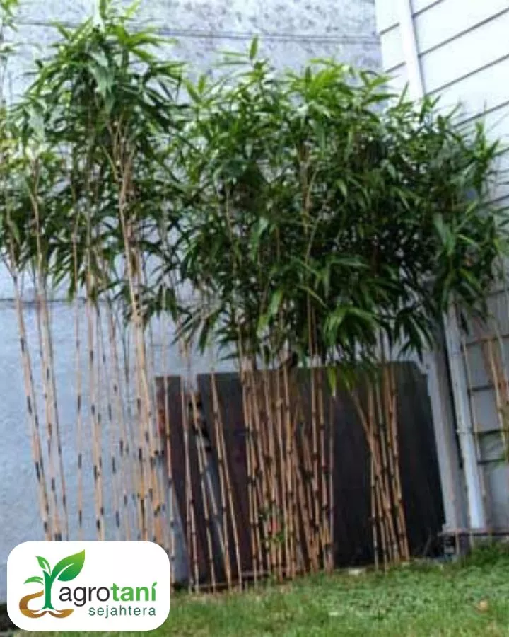 Jual Pohon Bambu Jepang Berkualitas untuk Berbagai Kebutuhan Taman