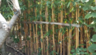 Jual Pohon Bambu Jepang Harga Terbaik Untuk Proyek Landscape Taman