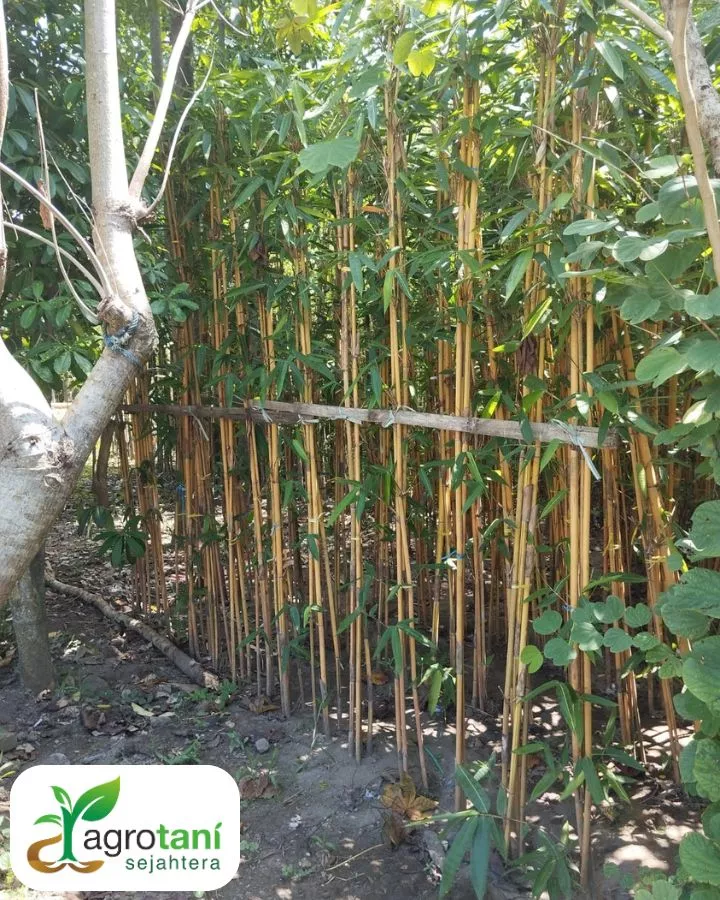 Jual Pohon Bambu Jepang Harga Terbaik Untuk Proyek Landscape Taman