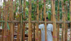 Jual Pohon Bambu Jepang Terpercaya Langsung dari Pusat Pembudidaya