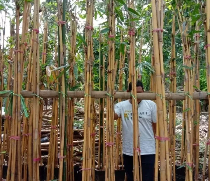 Jual Pohon Bambu Jepang Terpercaya Langsung dari Pusat Pembudidaya