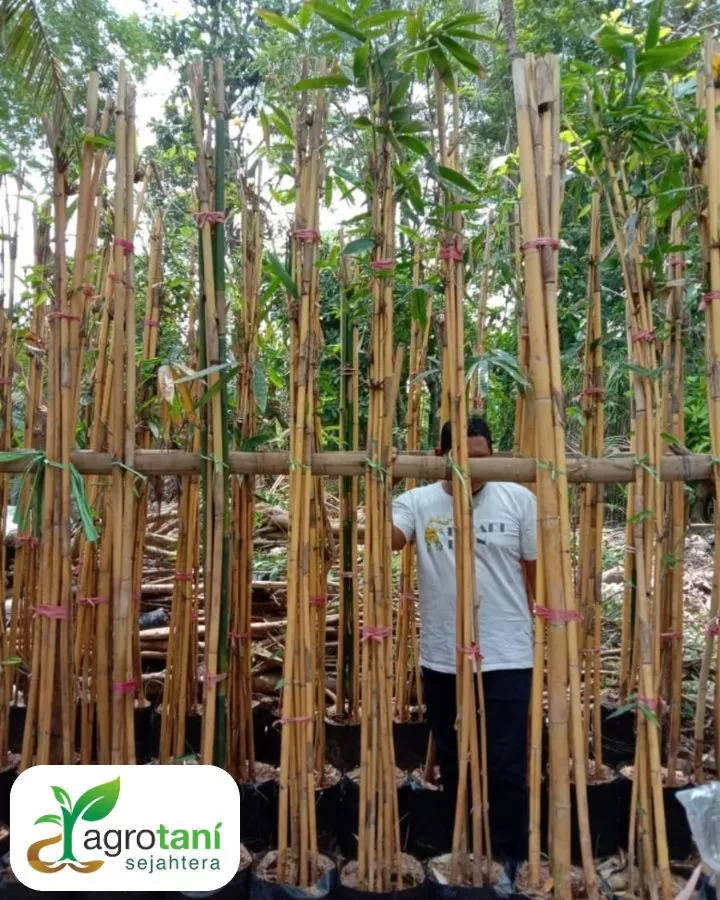 Jual Pohon Bambu Jepang Terpercaya Langsung dari Pusat Pembudidaya