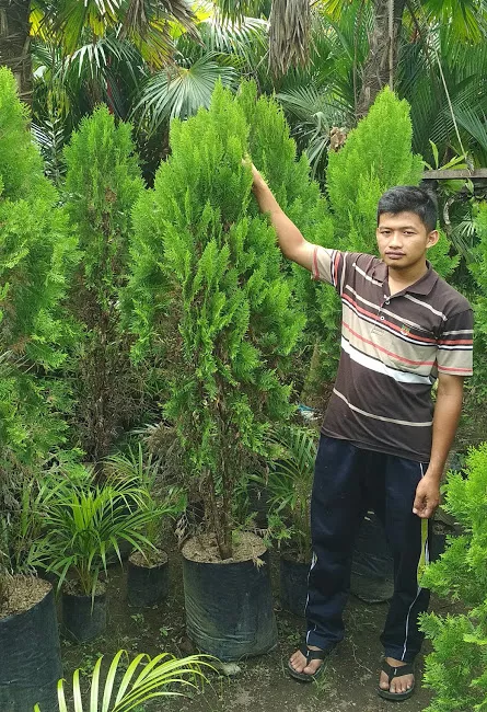 Jual Pohon Cemara Pua Pua Terbaik untuk Kebutuhan Anda