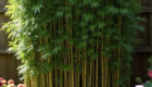 Manfaat Pohon Bambu Jepang untuk Taman dan Landscape
