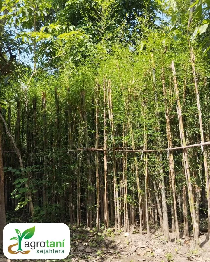 Mengapa Memilih Kami sebagai Supplier Pohon Bambu Jepang
