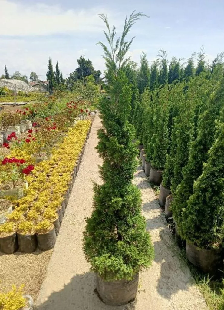 Pohon Cemara Pua Pua Ciri, Manfaat, Cara Perawatan & Keunggulannya