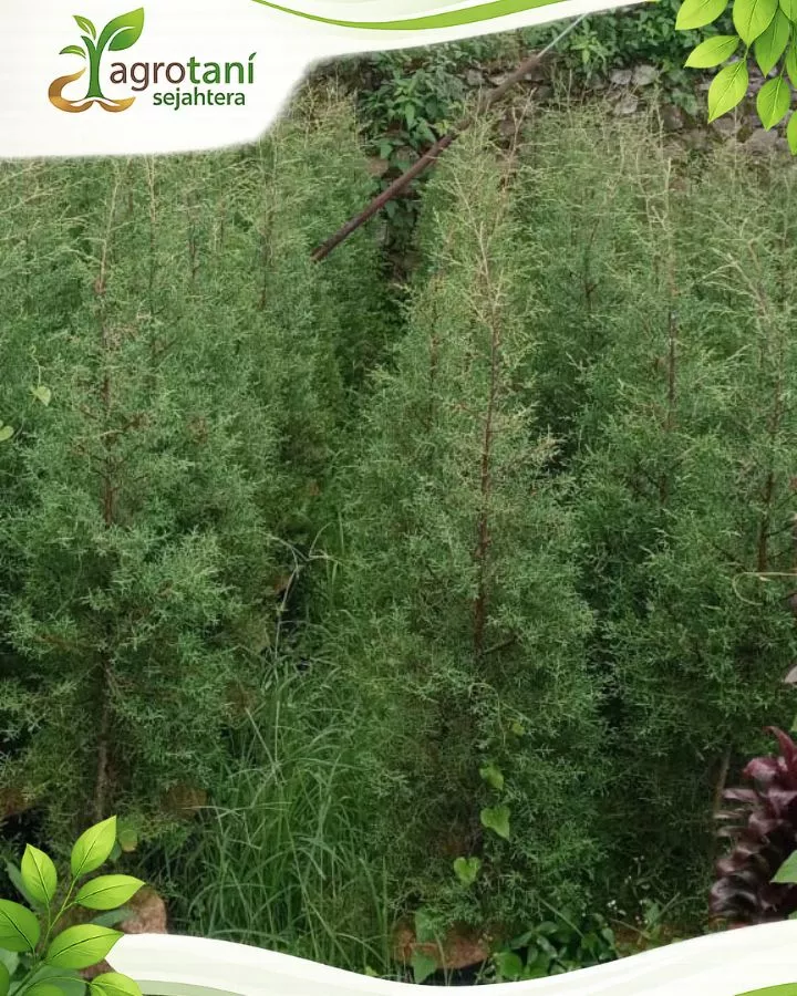Harga Pohon Cemara Rentes Berdasarkan Ukuran